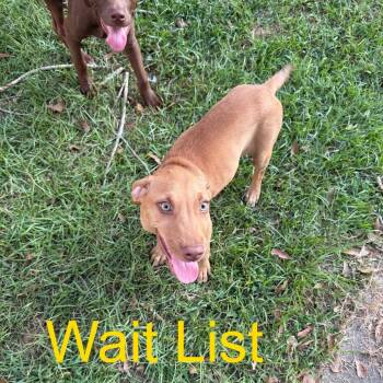 Carmel -  Pit Bull Terrier Dog for Adoption in Livingston, Texas - Carmel | PetCurious