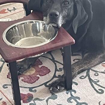 Rescue Black Labrador Retriever Dogs for Adoption in Indianapolis, Indiana - Sadie | PetCurious