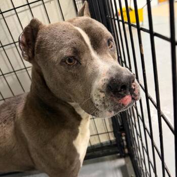 Terrier Dogs Available for Adoption in St. Louis, Missouri - Picasso Bug/SMOKE | PetCurious