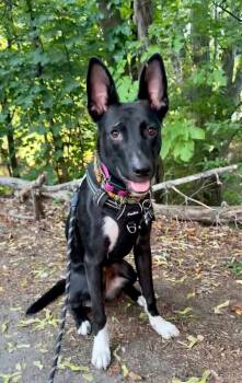 Rescue American Bulldog and Belgian Shepherd Malinois Dogs for Adoption in Princeton, Massachusetts - Shelby - LOCAL | PetCurious