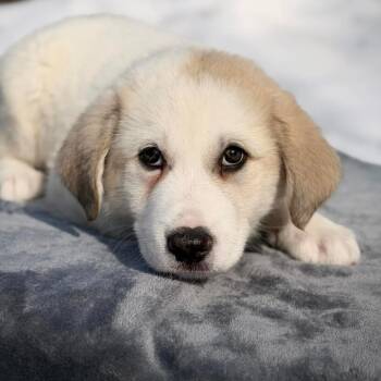 Great Pyrenees Dogs Available for Adoption - CT Ace | PetCurious