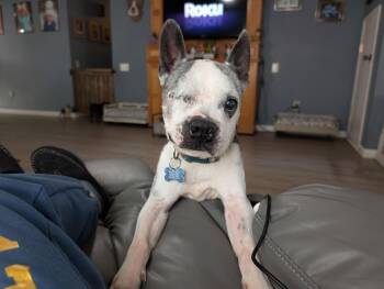 Boston Terrier Dogs Available for Adoption - Speedy | PetCurious