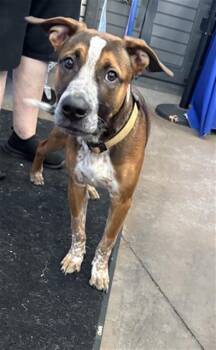 MANNY -  Mixed Breed Dog for Adoption in Dallas, Texas - MANNY | PetCurious