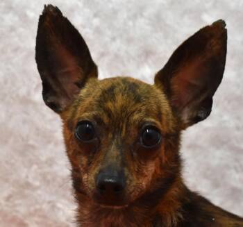 Camo -  Chihuahua Dog for Adoption in Springfield, Ohio - Camo | PetCurious