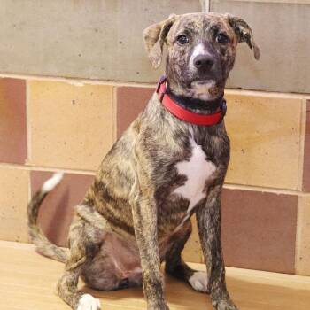 Lexie -  Mixed Breed Dog for Adoption in Port Washington, New York - Lexie | PetCurious