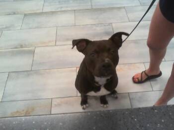 Mixed Breed Dogs Available for Adoption in Charlotte, North Carolina - FRIEDEN | PetCurious