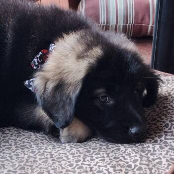 Shepherd and Hound Dogs Available for Adoption in Shorewood, Illinois - Tina Turner | PetCurious