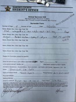 Fred -  Terrier and Whippet Dog for Adoption in Wauchula, Florida - Fred | PetCurious
