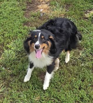 Jimmy -  Shetland Sheepdog Sheltie Dog for Adoption in Terre Haute, Indiana - Jimmy | PetCurious