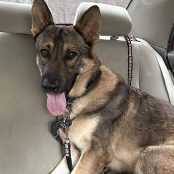 Apollo -  Mixed Breed Dog for Adoption in Asheville, North Carolina - Apollo | PetCurious