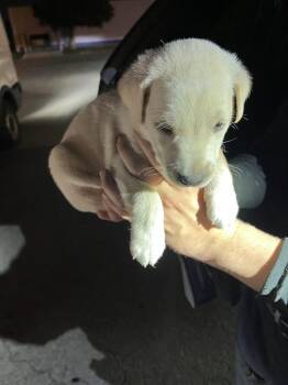 German Shepherd Dog and Mixed Breed Dogs Available for Adoption in Doral, Florida - WHITIE | PetCurious