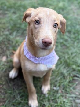 Rescue Mixed Breed Dogs for Adoption in Pass Christian, Mississippi - Claire | PetCurious