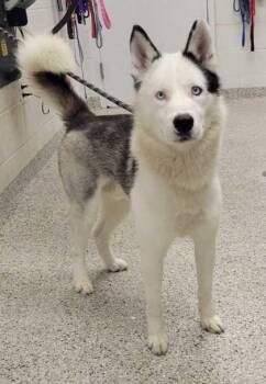 Bayou -  Siberian Husky and Mixed Breed Dog for Adoption in Kansas City, Missouri - Bayou | PetCurious