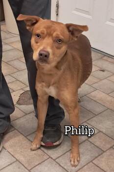 Rescue Terrier Dogs for Adoption in Hollister, Missouri - Phillip | PetCurious