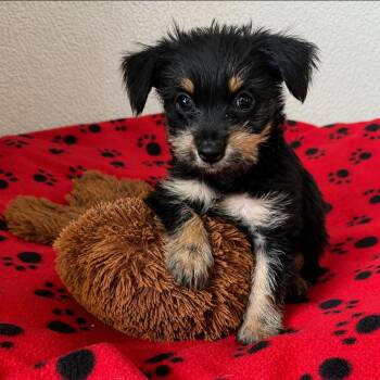 Rebel -  Terrier and Mixed Breed Dog for Adoption in Las Vegas, Nevada - Rebel | PetCurious