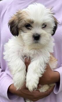 Ravioli -  Shih Tzu Dog for Adoption in Beaverton, Oregon - Ravioli | PetCurious