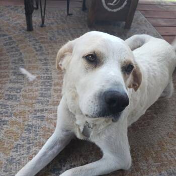 Lucy -  Golden Retriever and Great Pyrenees Dog for Adoption in Rossville, Georgia - Lucy | PetCurious