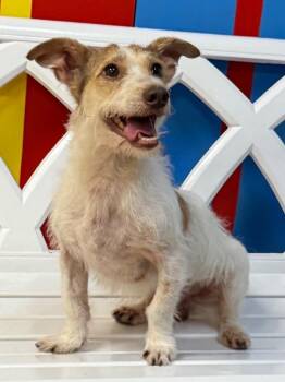 Fizzgig -  Mixed Breed Dog for Adoption in Ocala, Florida - Fizzgig | PetCurious