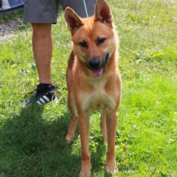 CT Carl -  Carolina Dog and Shepherd Dog for Adoption in Stormville, New York - CT Carl | PetCurious