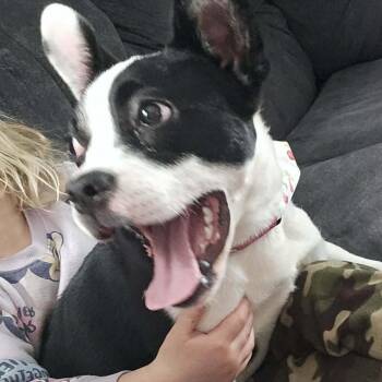 Boston Terrier and English Bulldog Dogs Available for Adoption - Cherry | PetCurious