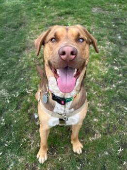 Labrador Retriever and Hound Dogs Available for Adoption in Pontiac, Michigan - Cheddar | PetCurious