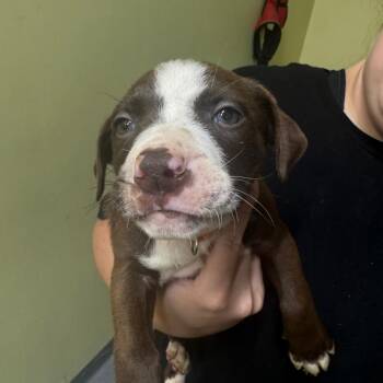 Roland -  Plott Hound Dog for Adoption in Blue Ridge, Georgia - Roland | PetCurious