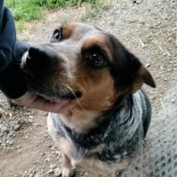 Australian Cattle Dog Blue Heeler and Hound Dogs Available for Adoption in Brooksville, Kentucky - Bailey | PetCurious