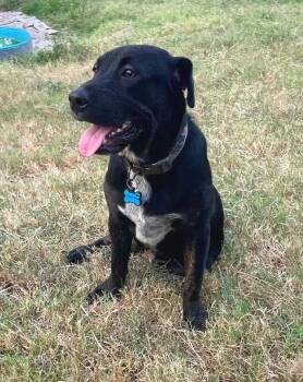 Jett -  Black Labrador Retriever and Hound Dog for Adoption in Chatham, New Jersey - Jett | PetCurious