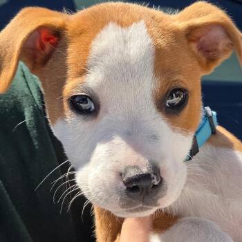 Pit Bull Terrier and American Staffordshire Terrier Dogs Available for Adoption - Dodger | PetCurious