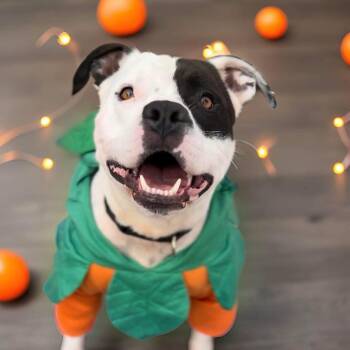Rescue American Staffordshire Terrier Dogs for Adoption - Petey | PetCurious