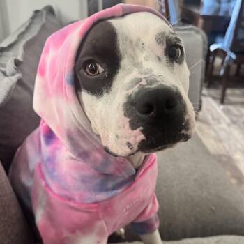 Penelope -  Pit Bull Terrier Dog for Adoption in Krum, Texas - Penelope | PetCurious