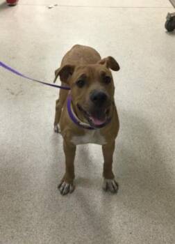 CLEO -  Pit Bull Terrier Dog for Adoption in Riverside, California - CLEO | PetCurious