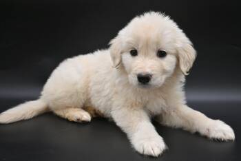 Great Pyrenees Dogs Available for Adoption in Mobile, Alabama - Beluga. (Sweet And Fluffy) | PetCurious