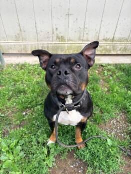 Pit Bull Terrier Dogs Available for Adoption in Hagerstown, Maryland - MASCOW | PetCurious