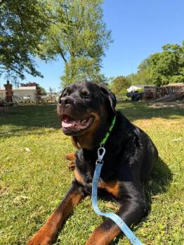 Ragnar -  Rottweiler Dog for Adoption in Milton, Delaware - Ragnar | PetCurious