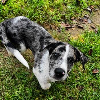 Grady -  Australian Shepherd and Mixed Breed Dog for Adoption in Brownsboro, Alabama - Grady | PetCurious