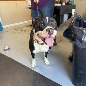Pit Bull Terrier Dogs Available for Adoption in Berea, Kentucky - Florence | PetCurious