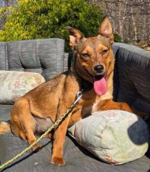 Sugar -  Australian Cattle Dog Blue Heeler and American Staffordshire Terrier Dog for Adoption in New York, New York - Sugar | PetCurious