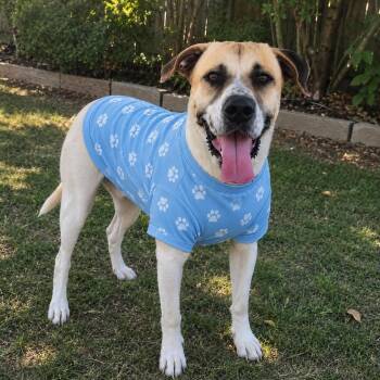PRINCETON GS -  Anatolian Shepherd and Yellow Labrador Retriever Dog for Adoption in Lucas, Texas - PRINCETON GS | PetCurious