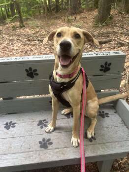 Rescue Labrador Retriever Dogs for Adoption - Blanche | PetCurious