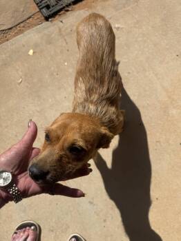 Chihuahua and Fox Terrier Dogs Available for Adoption in Clovis, New Mexico - Dande | PetCurious
