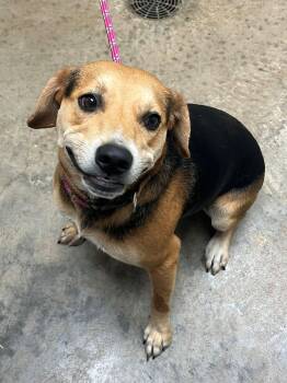 Ricky -  Mixed Breed Dog for Adoption in Pomeroy, Ohio - Ricky | PetCurious