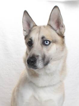 Rescue German Shepherd Dog and Husky Dogs for Adoption in Burbank, California - MILO | PetCurious