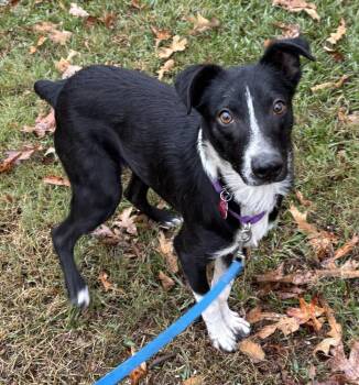 Audie Murphy -  Border Collie Dog for Adoption in Boston, Massachusetts - Audie Murphy | PetCurious