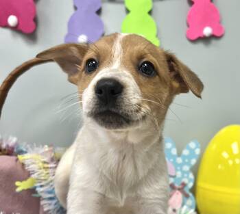 Mixed Breed Dogs Available for Adoption - MEADOW | PetCurious