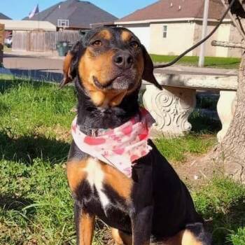 Rescue Boxer Dogs for Adoption in Kempner, Texas - Taylor | PetCurious