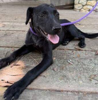 Duchess -  Labrador Retriever Dog for Adoption in Newburg, Missouri - Duchess | PetCurious
