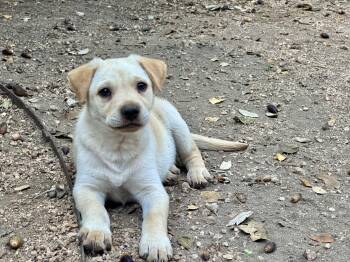 Rescue Labrador Retriever Dogs for Adoption in San Antonio, Texas - Oatmeal | PetCurious