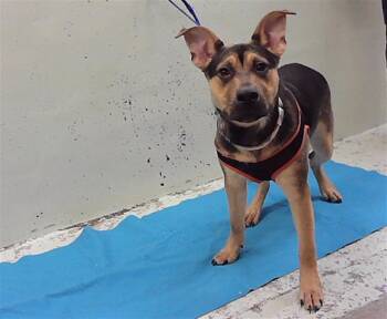 CALVIN -  Staffordshire Bull Terrier and Mixed Breed Dog for Adoption in Houston, Texas - CALVIN | PetCurious