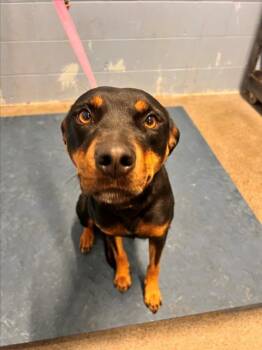 ARTEMIS -  Rottweiler Dog for Adoption in Woodland, California - ARTEMIS | PetCurious